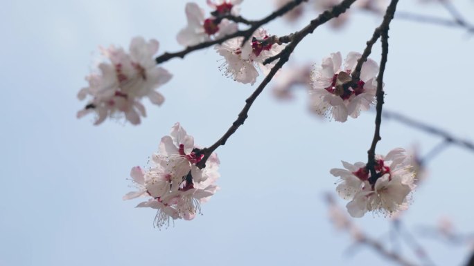 春天樱花的特写晴朗天空樱花盛开镜头特写