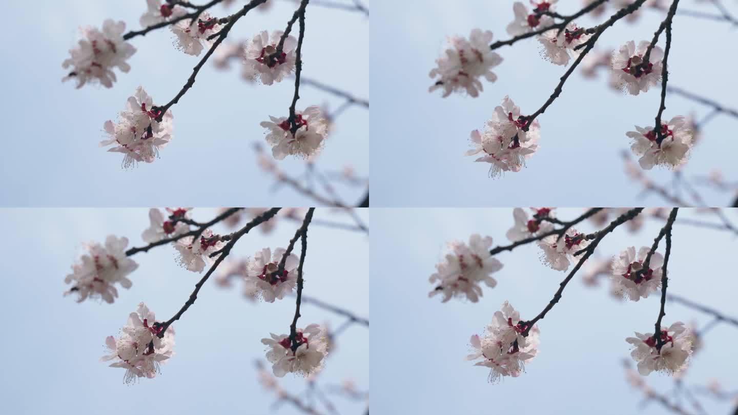 春天樱花的特写晴朗天空樱花盛开镜头特写