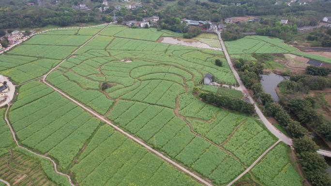 田 油菜花