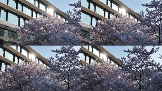 杭州阿里巴巴西溪园区春天樱花盛开