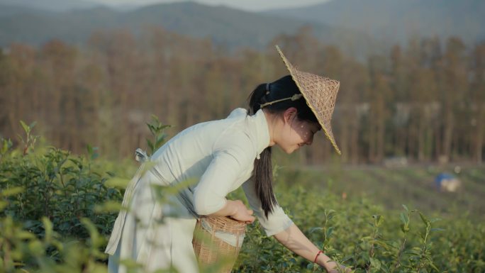 采茶女茶园采茶