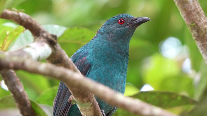 一只雌性亚洲蓝仙鸟栖息在森林中的树枝上，一边挠着头，抖着羽毛，一边轻轻地叫着，好奇地打量着周围的环境
