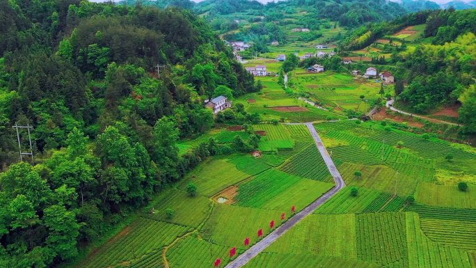 武陵山区 有机茶园 有机茶区（湖南湖北）