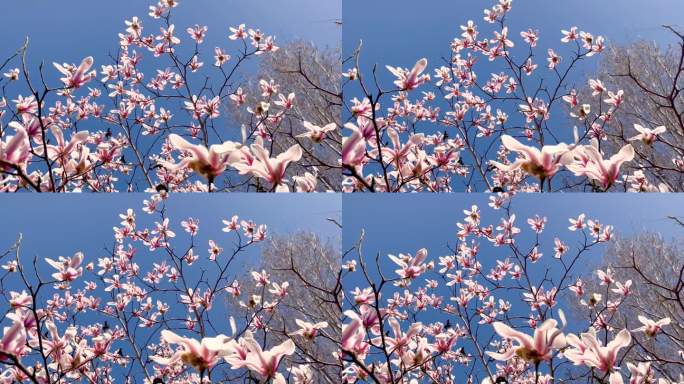 春天晴朗的天空玉兰花美丽绽放