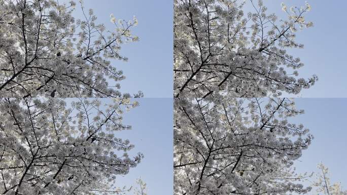 西安春季樱花素材