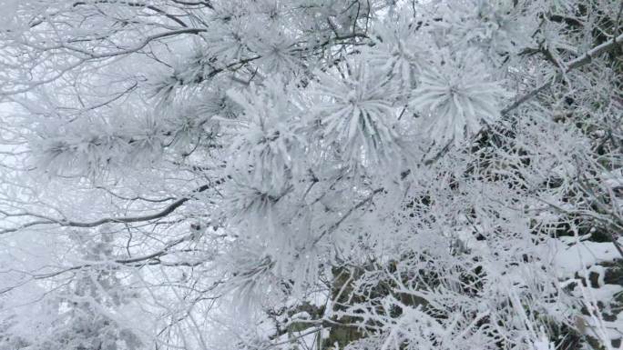 雪中的树挂