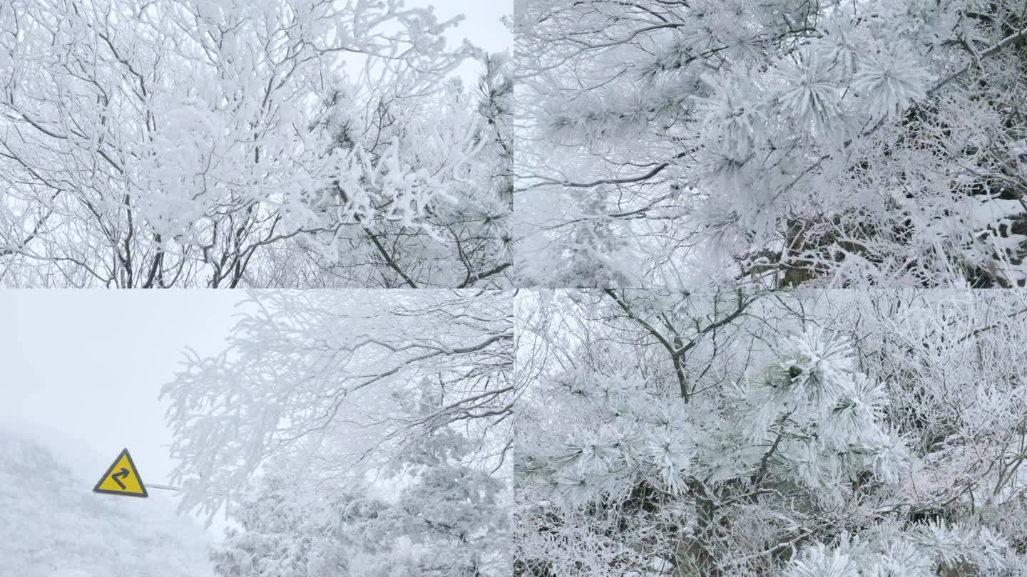 雪中的树挂