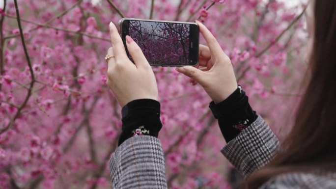 春天用手机拍梅花者在海岸线上拍照