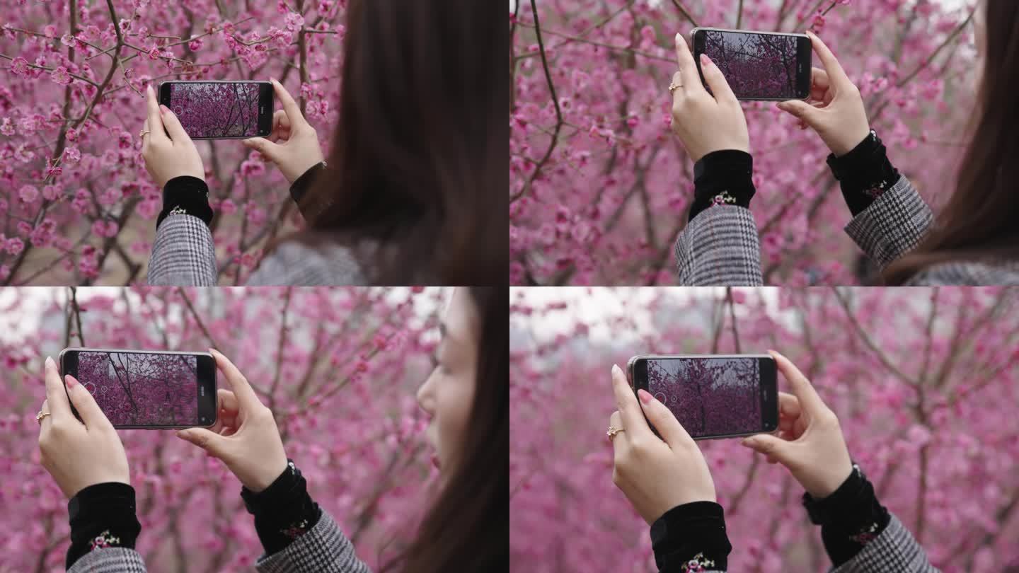春天用手机拍梅花者在海岸线上拍照