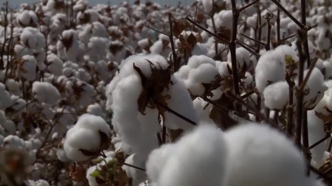 棉花是巴西出口的重要农产品