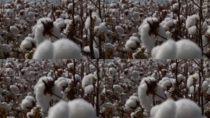 棉花是巴西出口的重要农产品