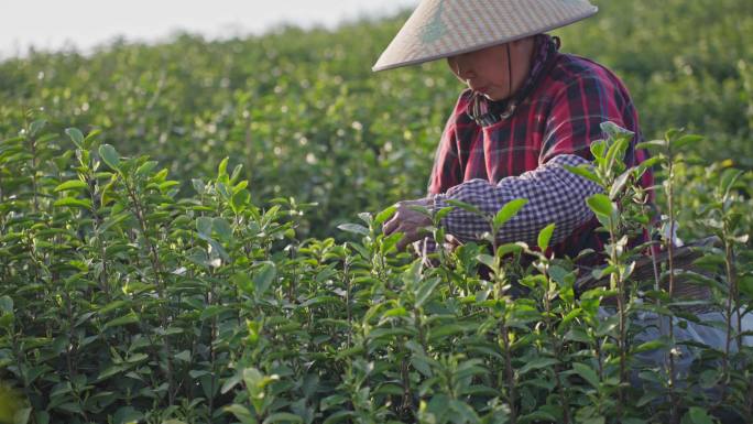 采茶女茶园采茶