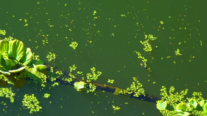 浮萍、枸杞、碧豆等浮在湖面上的死水