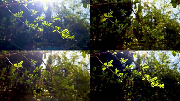 春天阳光下植物生长发芽