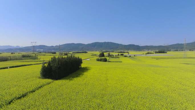 4k罗平金鸡峰花丛旅游景点航拍