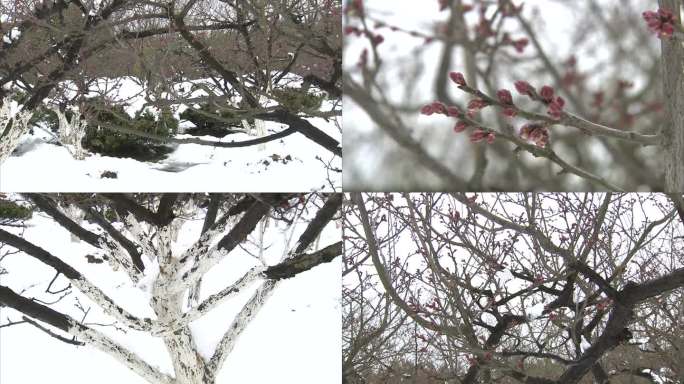 合肥植物园 梅园雪景 雪中腊梅 红梅花苞