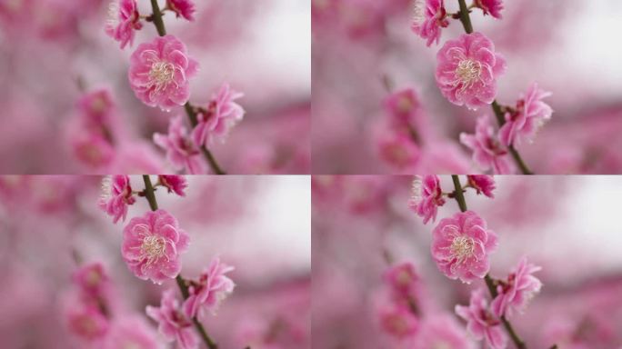 春天的梅花特写春花梅花树花蕊