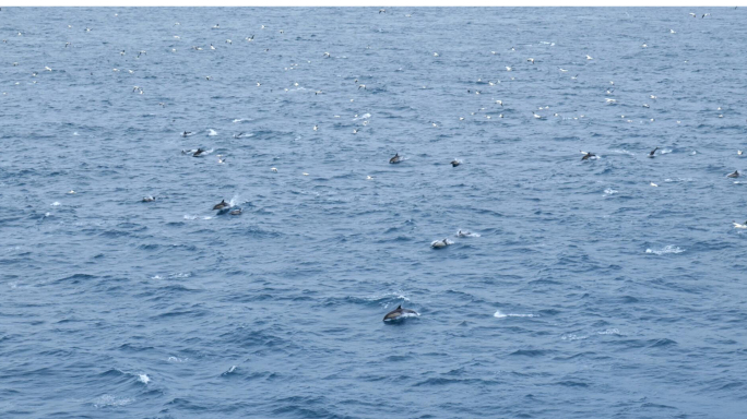 【4K】深海大洋中跳跃的海豚群和海鸟群