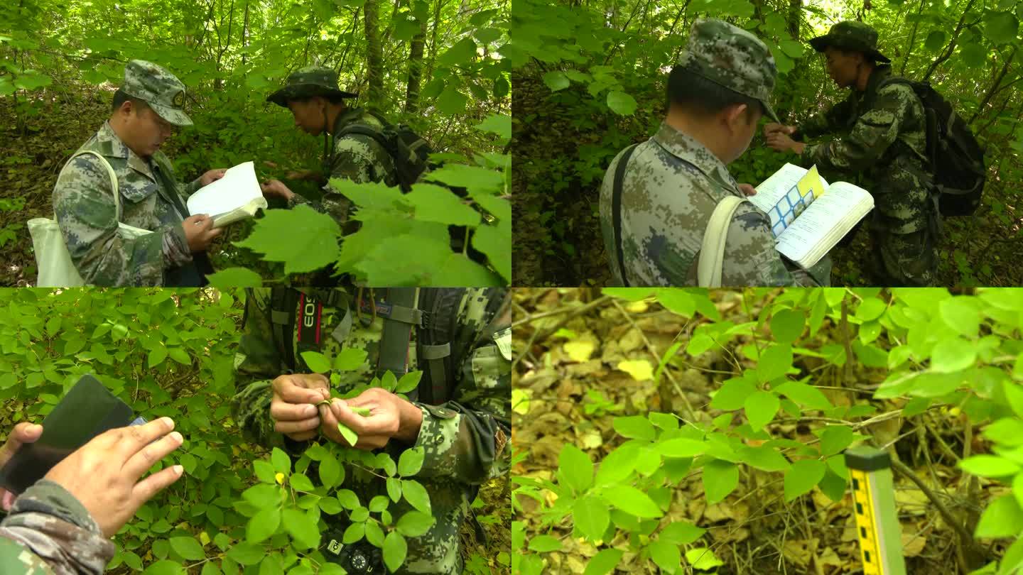 林业专家在山林里给植物拍照采集标本