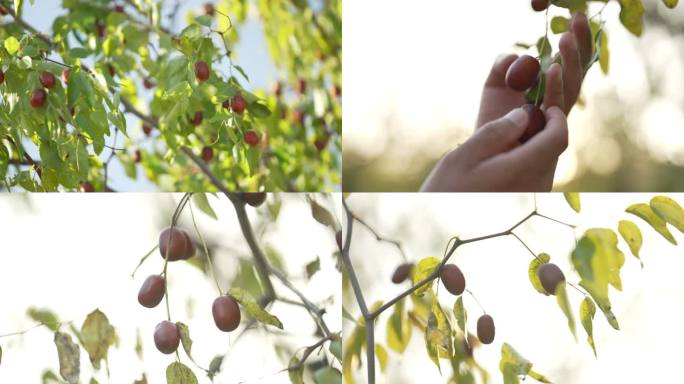 红枣写意镜头唯美