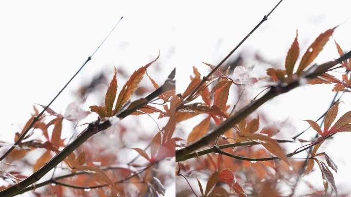 竖版 雨中的枫血红枫