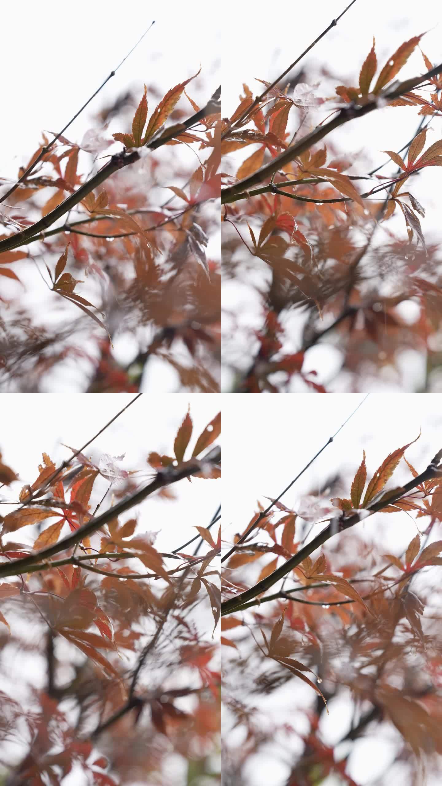 竖版 雨中的枫血红枫