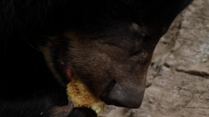 大黑水牛熊吃得很香。