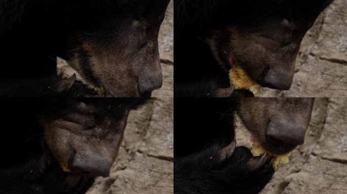 大黑水牛熊吃得很香。