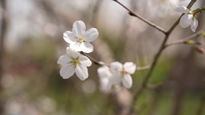 春天樱花花开