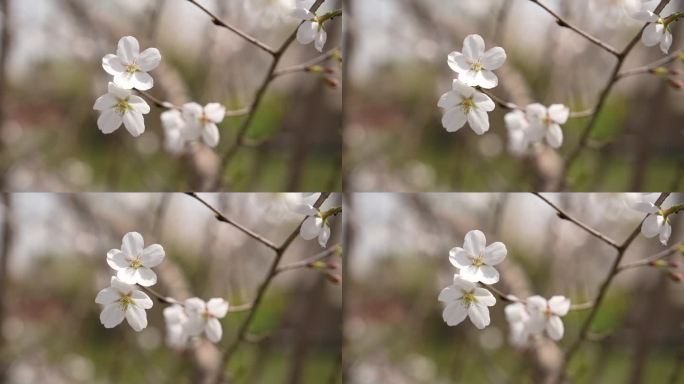 春天樱花花开