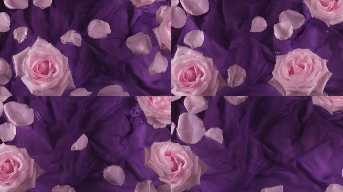 粉红色玫瑰的花朵和花瓣漂浮在深紫色的背景上，在水面上荡漾。