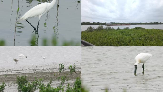 生机勃勃的红树林湿地保护区