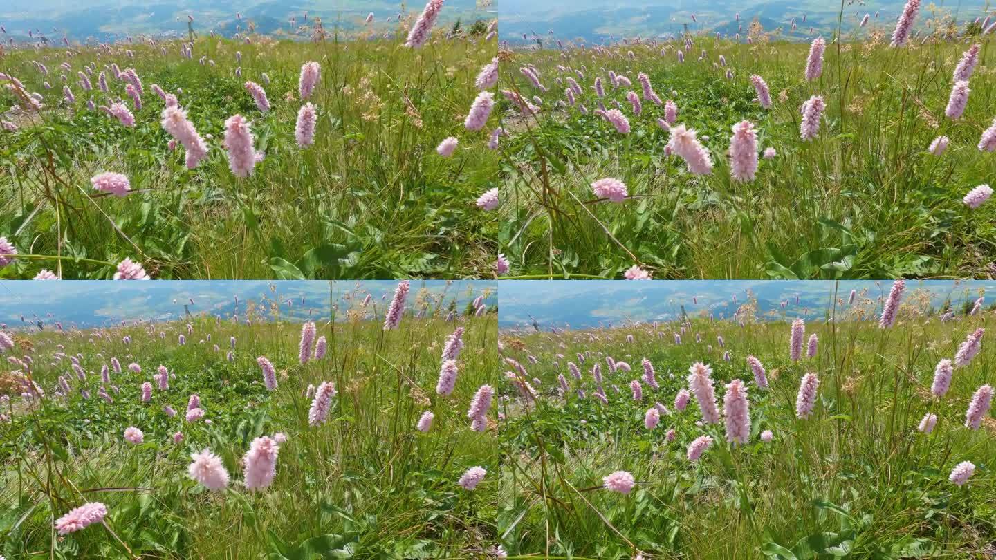 在绿色的高山草地上，粉红的蛇根花在微风中绽放，是夏日的自然