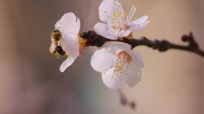 蜜蜂在春天从一朵樱花上采集花蜜
