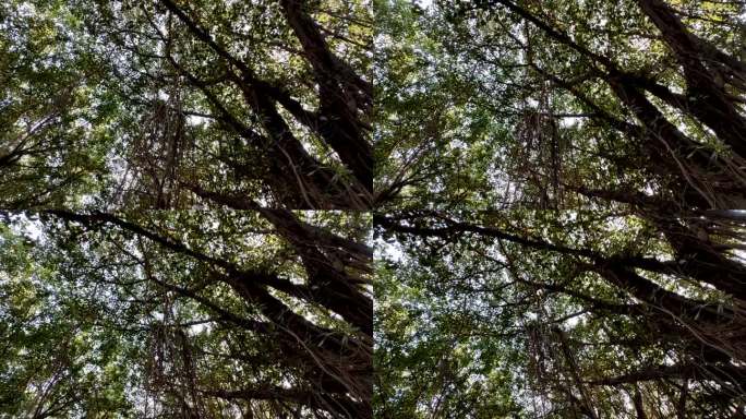 在印度，抬头看看榕树的华丽树冠，也被称为榕树或绞杀无花果。它蔓生的树枝和茂密的树叶在天空的映衬下形成