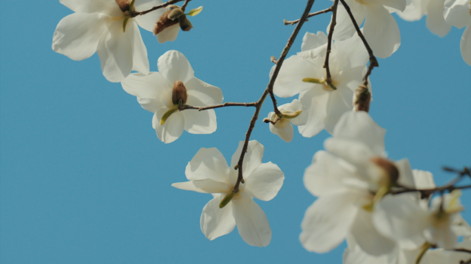 唯美玉兰花广告级素材