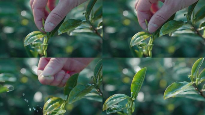 摘茶采茶手部特写