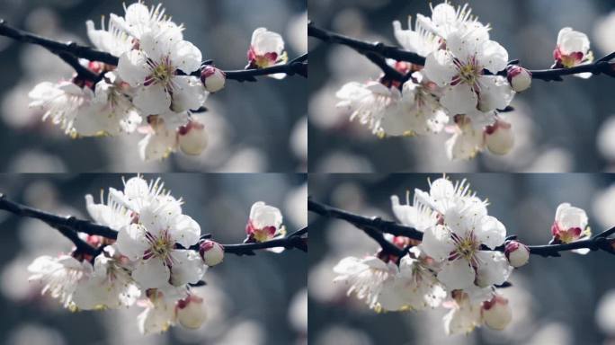 春天樱花的特写樱花盛开的季节镜头特写唯美