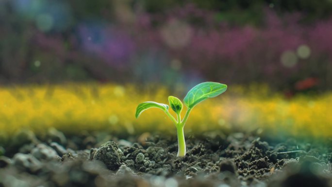 在春天草地上发芽生长的植物延时