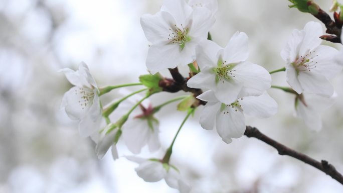 春天唯美樱花特写 洁白的染井吉野