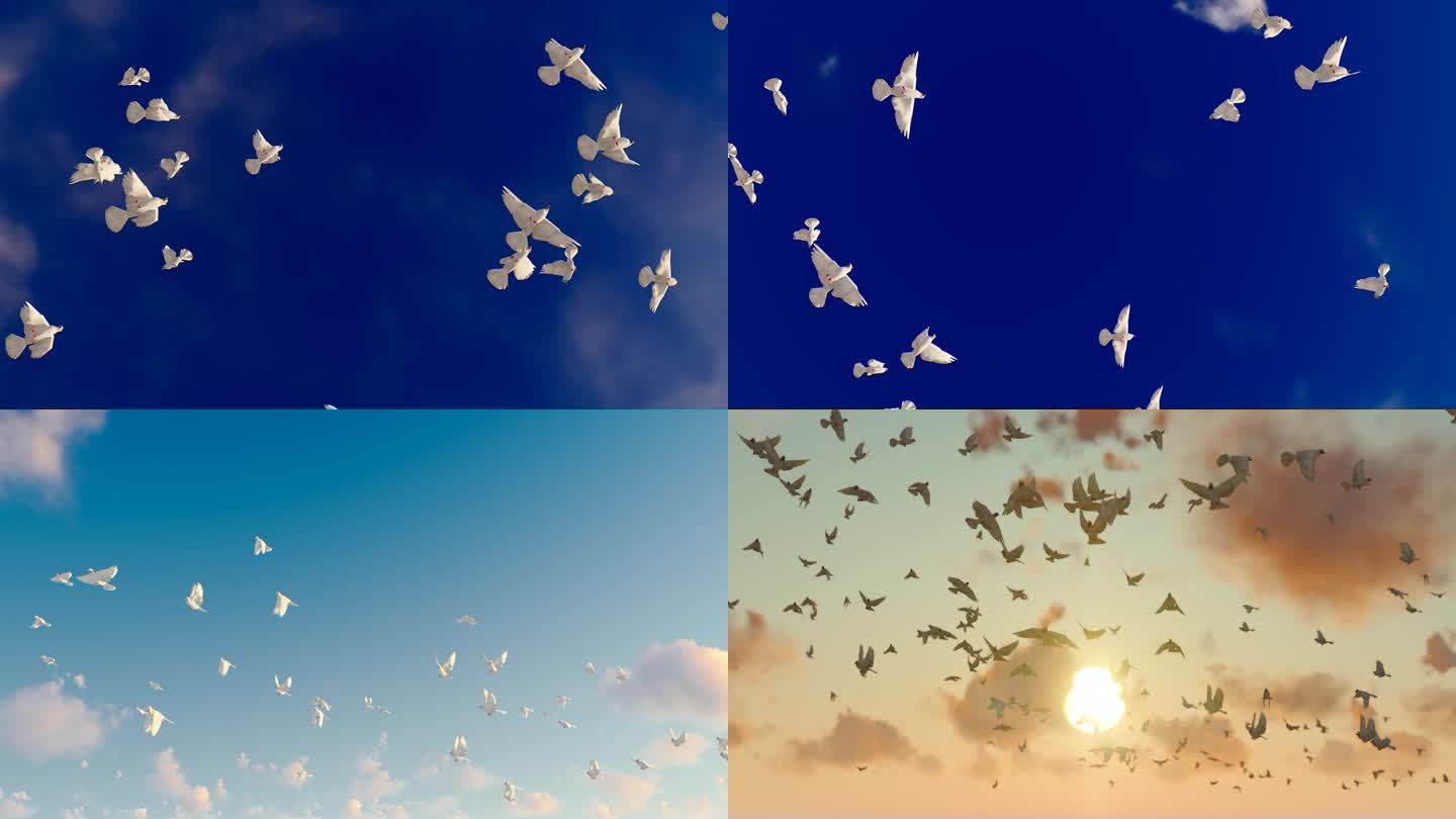 蓝天白云与和平鸽飞翔