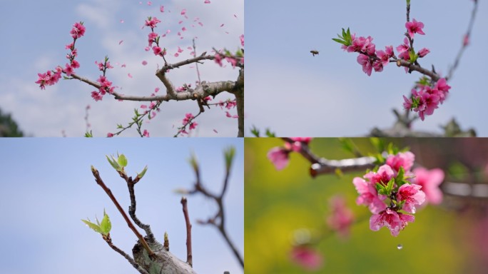 春天桃花 花瓣飘舞 蜜蜂采蜜