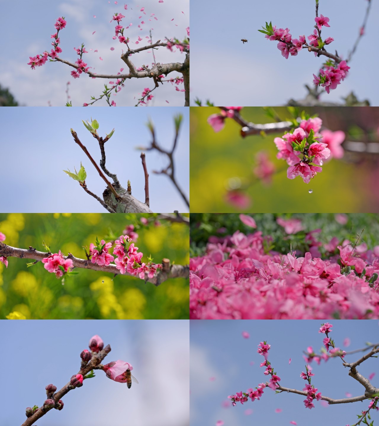 春天桃花 花瓣飘舞 蜜蜂采蜜