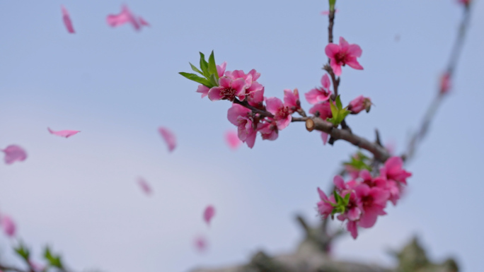 春天桃花 花瓣飘舞 蜜蜂采蜜