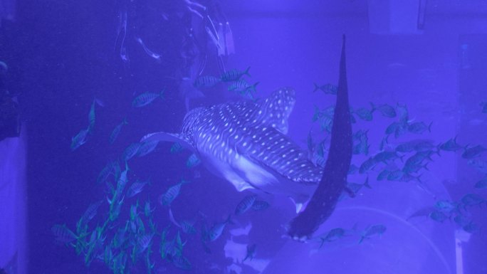 海洋馆水族馆海洋鱼热带鱼鲸鲨鲸鱼鲨鱼