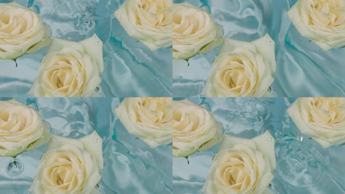 水滴落在水面上，蓝色背景上漂浮着白玫瑰的花朵。