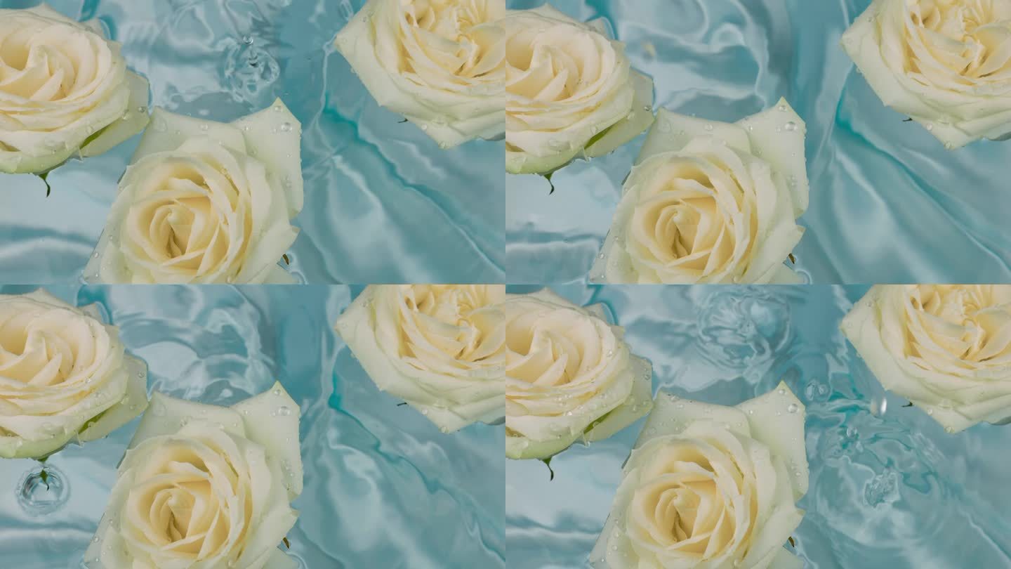 水滴落在水面上，蓝色背景上漂浮着白玫瑰的花朵。