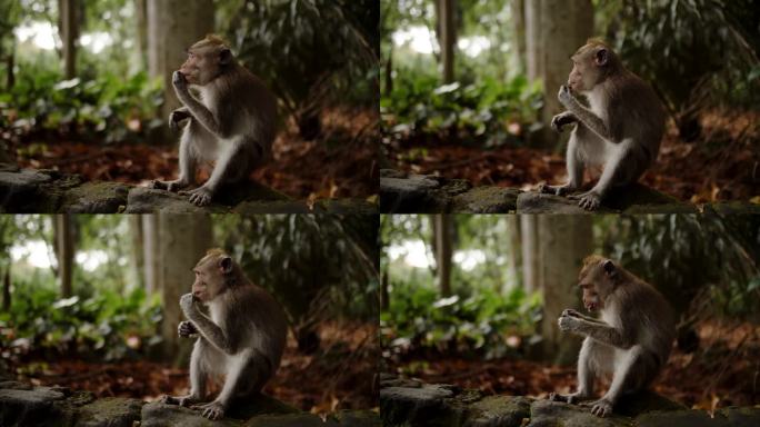 猴子坐在森林里吃坚果，背景是树