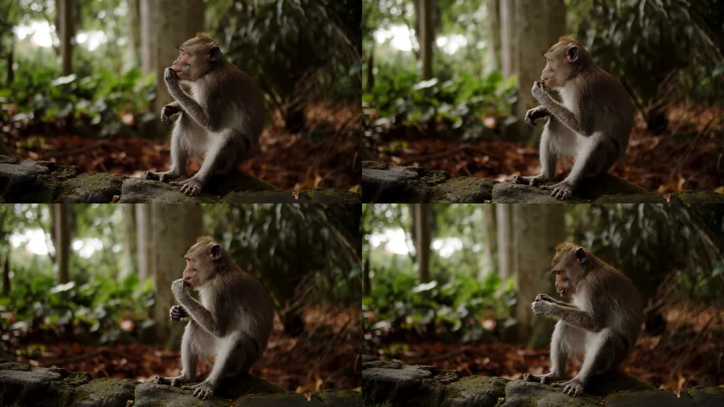 猴子坐在森林里吃坚果，背景是树