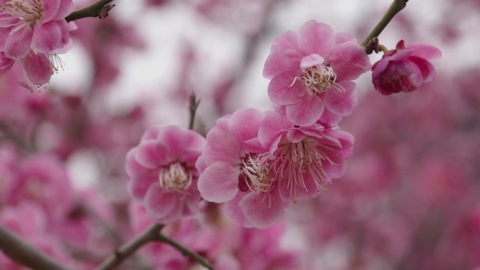 春天的梅花特写花、非美国地点、植物、